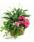 Triple Plant Basket  Gift 