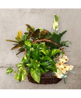 Triple Plant Basket Plant Basket