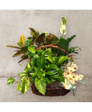 Triple Plant Basket Plant Basket