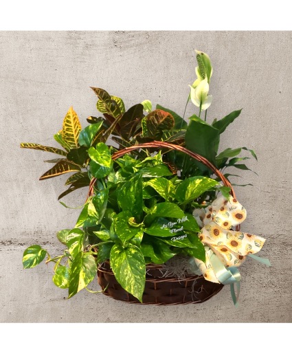 Triple Plant Basket Plant Basket