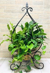 P*  Triple Plant Stand 