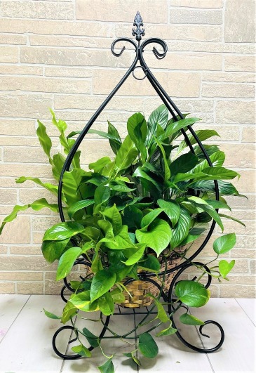 P* Triple Plant Stand "SHOP EXCLUSIVE" in Fort Worth, TX | DAVIS FLORAL DESIGNS P* Triple Plant Stand "SHOP EXCLUSIVE" in Fort Worth, TX | DAVIS FLORAL DESIGNS