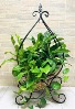 Purchase this funeral home arrangement