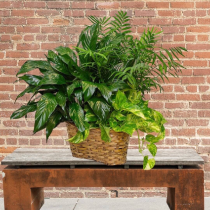 Triple Planter Basket