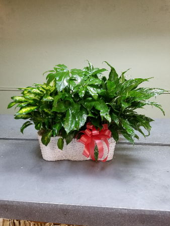 Triple Planter Plant