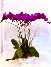 Triple Purple  Orchid Arrangement