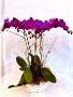 Triple Purple  Orchid Arrangement