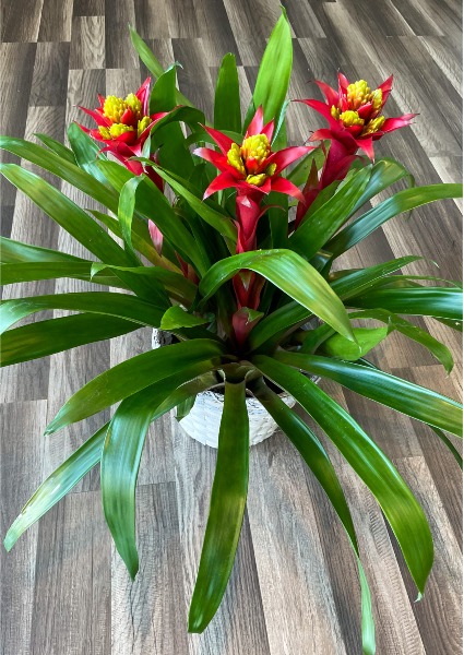 Triple Red Bromeliad Blooming Plant