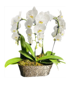 Triple Waterfall Orchid     