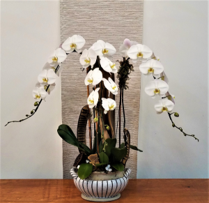 Triple Waterfall Orchid Plant in Boca Raton, FL | FLOWERS OF BOCA Triple Waterfall Orchid Plant in Boca Raton, FL | FLOWERS OF BOCA