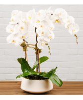 Triple Waterfall Orchid Potted Arrangement Plant 