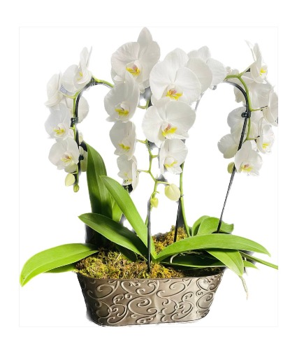 TRIPLE WATERFALL ORCHIDS