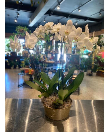 Triple White Orchid  Non Toxic Blooming Plant  in South Milwaukee, WI | PARKWAY FLORAL INC.