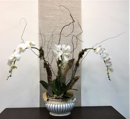 Triple White Waterfall Orchid Plant