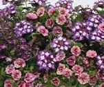 Electric Avenue Trixi Mix Mother's Day Outdoor Hanging Basket