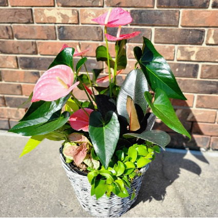 Tropical Anthurium Gardern Wicker Planter Basket