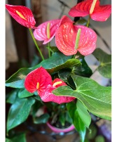 White Anthurium House Plant