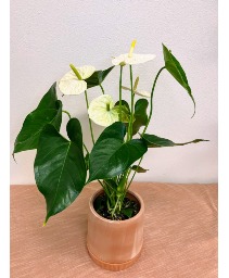 White Anthurium House Plant