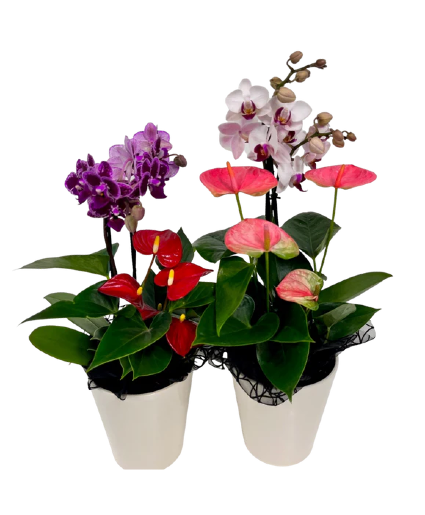 Tropical Anthurium Orchid Planter House Plant