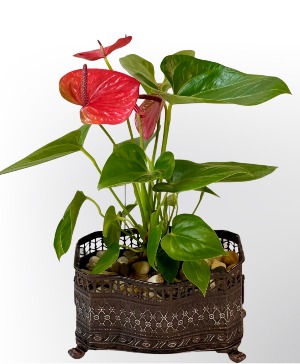 Tropical Anthurium Plant 