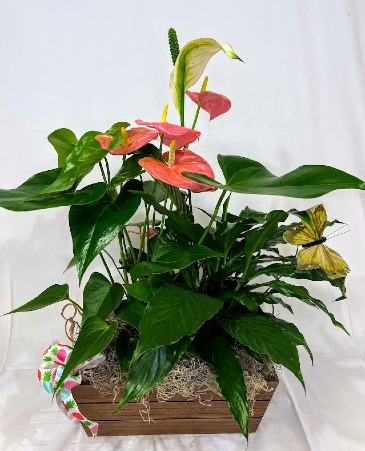 Tropical Bloomers Box Fresh Plants in Fairview, OR | QUAD'S GARDEN - Home to Trinette's Floral