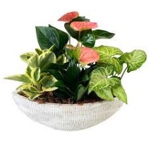 Tropical Boat Planter