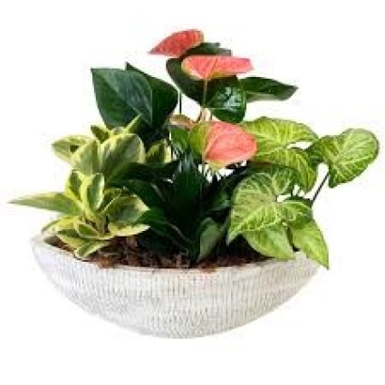 Tropical Boat Planter