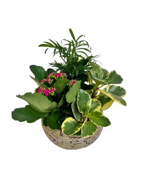 Tropical Bowl Plants