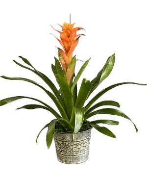 Tropical Bromelaid Plant