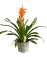 Tropical Bromelaid Plant