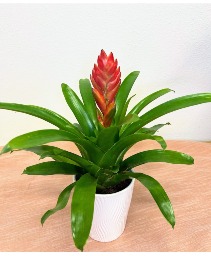 Small Tropical Bromeliad Office/House Plant