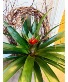 Extra Large Tropical Bromeliad Office/House Plant