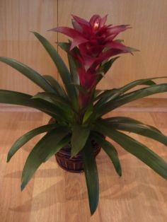 TROPICAL BROMELIAD Long Lasting Indoor Plant