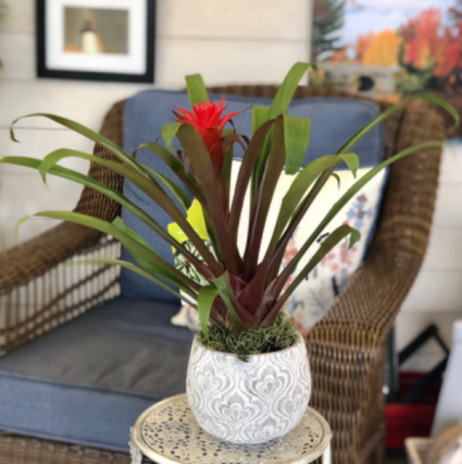 Tropical Bromeliad Houseplant