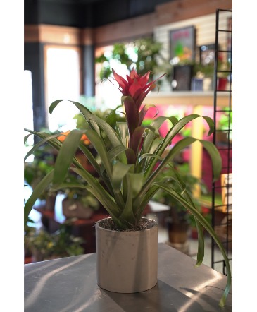 Tropical Bromeliad  in Stone Pot  in South Milwaukee, WI | PARKWAY FLORAL INC.
