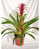 Tropical Bromeliad  Indoor Plant