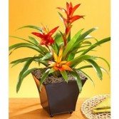 Tropical Bromeliad Indoor Plant