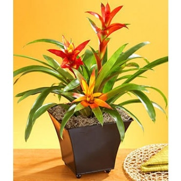 Tropical Bromeliad Indoor Plant