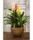 Tropical Bromeliad  Plant