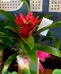 Desktop Blooming Plant 