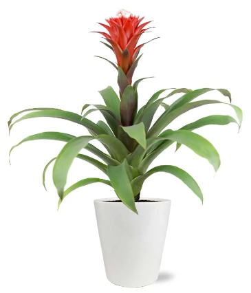 Tropical Bromeliad Plant  in Vacaville, CA | Vior Floral Art