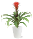 Tropical Bromeliad Plant 