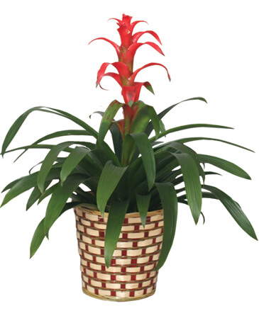 TROPICAL BROMELIAD PLANT Guzmania lingulata major in Ocala, FL | Blue Creek Florist