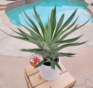 Tropical Bromeliad  Plant in White Modern Ceramic Pot 