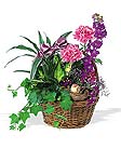 Blooming Basket Athens paradise