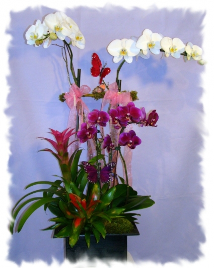 TROPICAL BROMILEAD ORCHIDS PLANT
