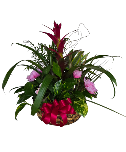 Tropical Bromiliad Garden