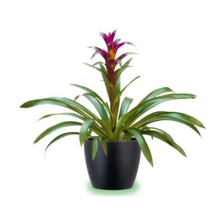 Tropical Bromiliad  Plant