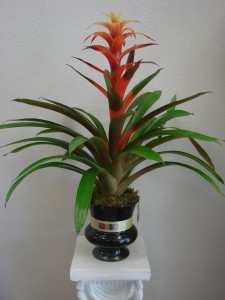 TROPICAL BROMELIAD