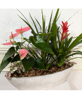 Anthurium Boat Garden 